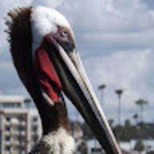 Meet your Posher, Dana